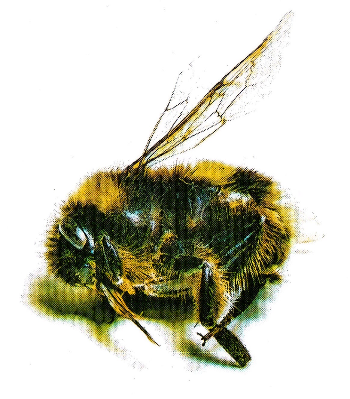 To Take Rest - Limited Edition Risograph