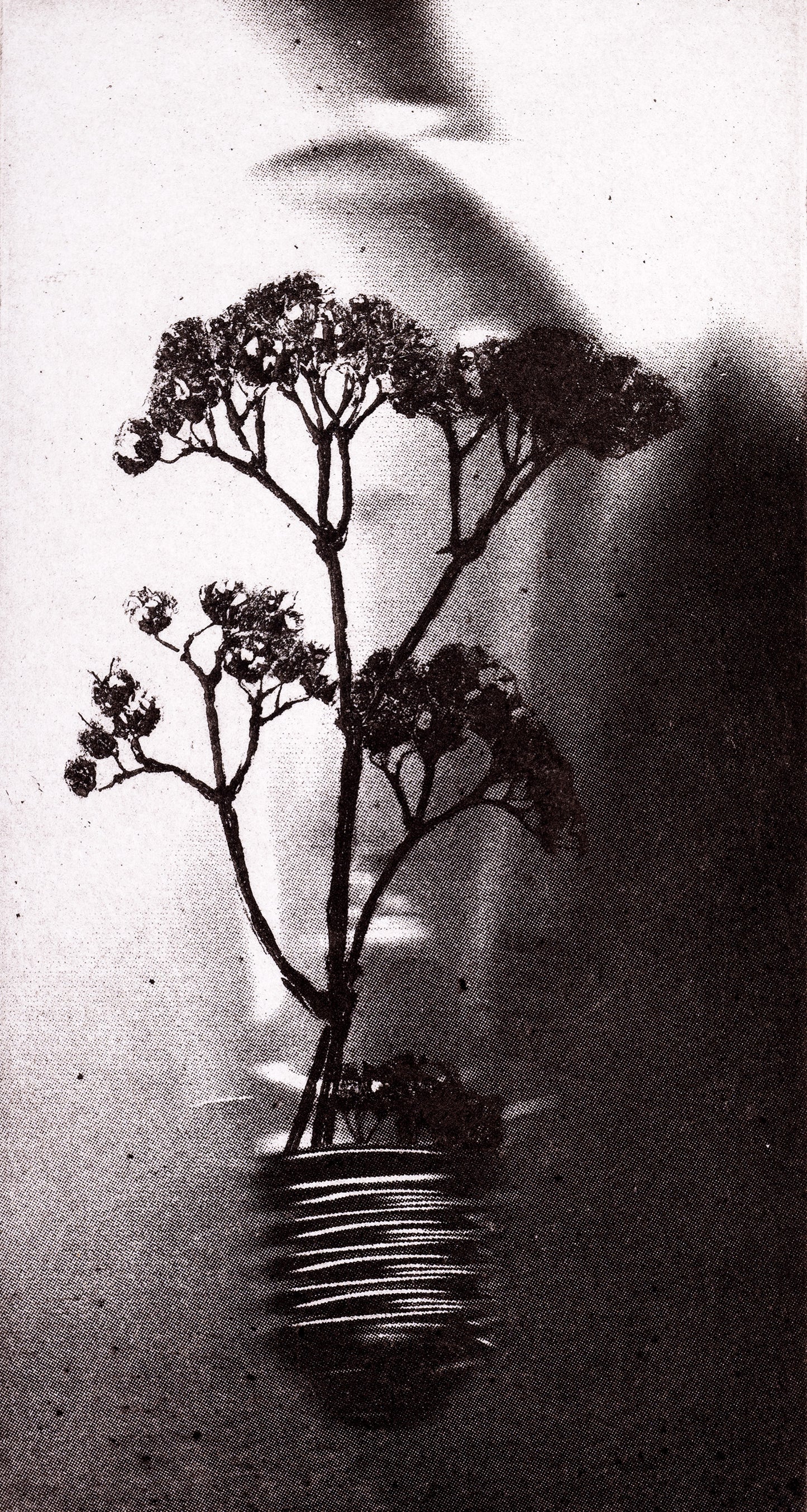 Bioluminscence no.2 - Limited Edition Etching