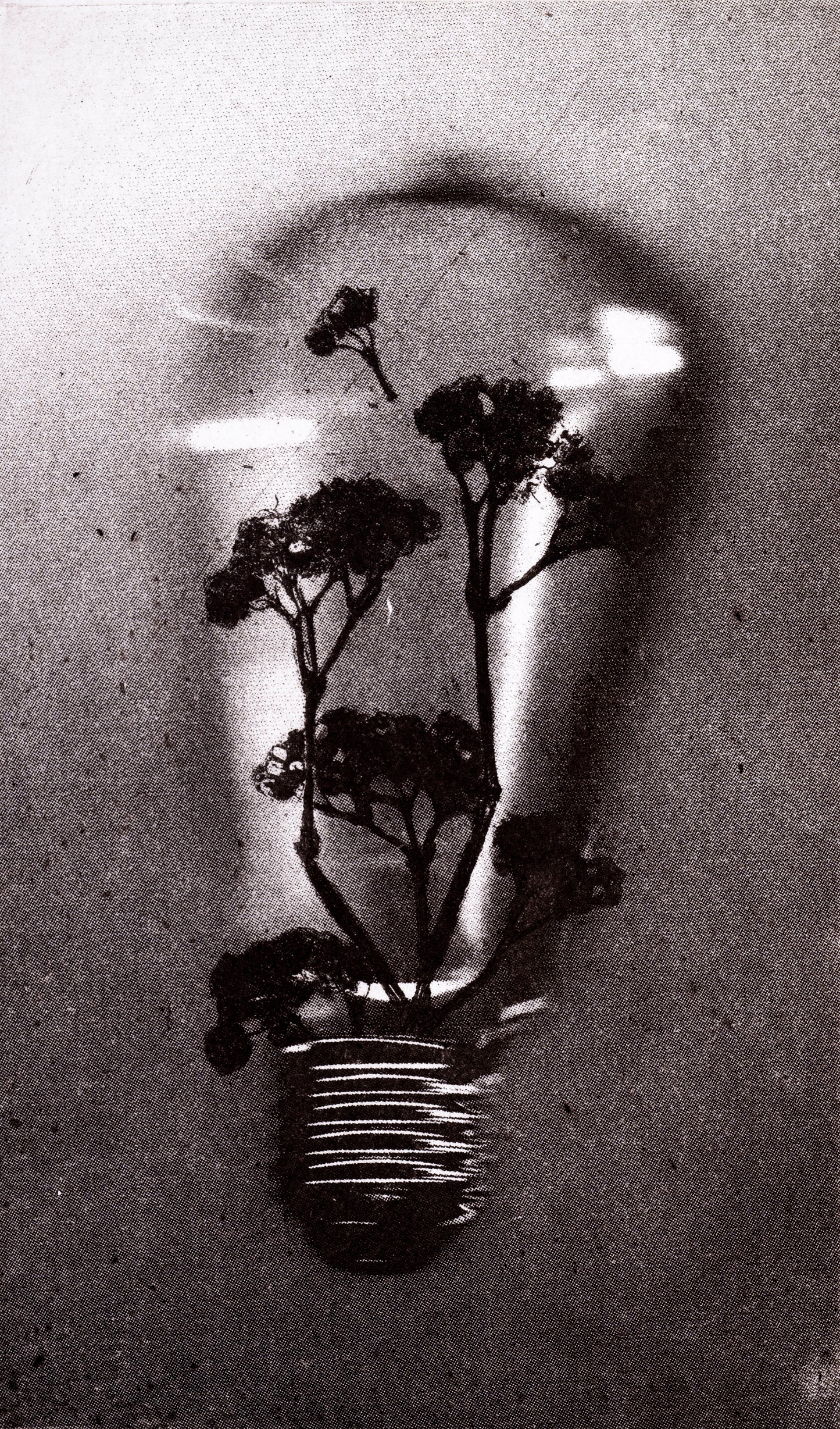 Bioluminescence - Limited Edition Etching