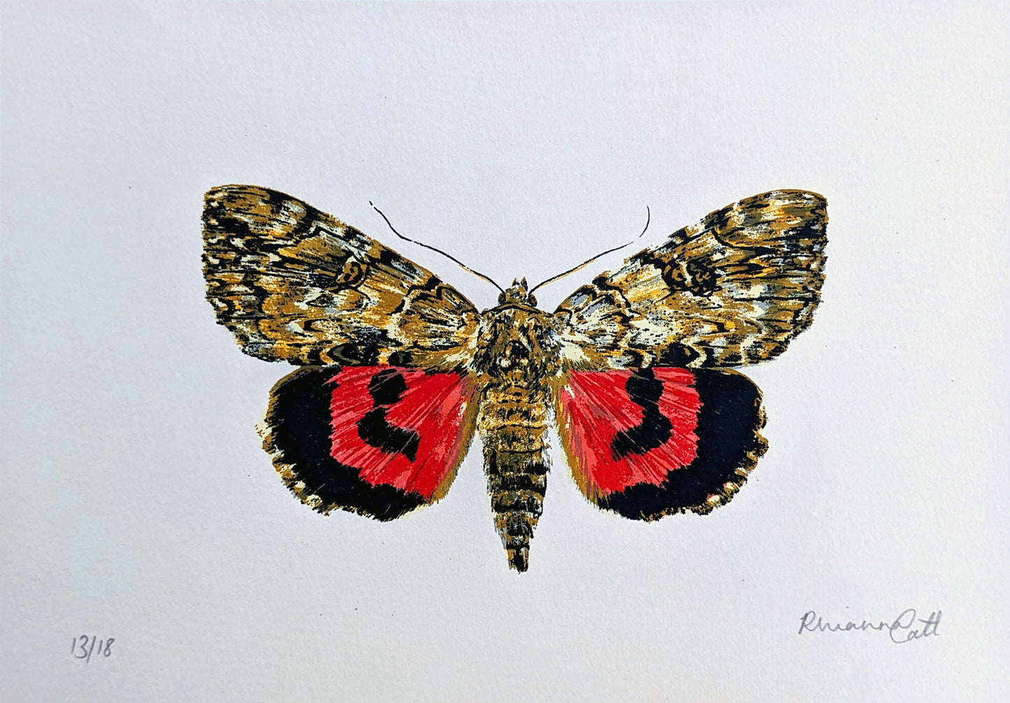Red Underwing - Limited Edition Screenprint