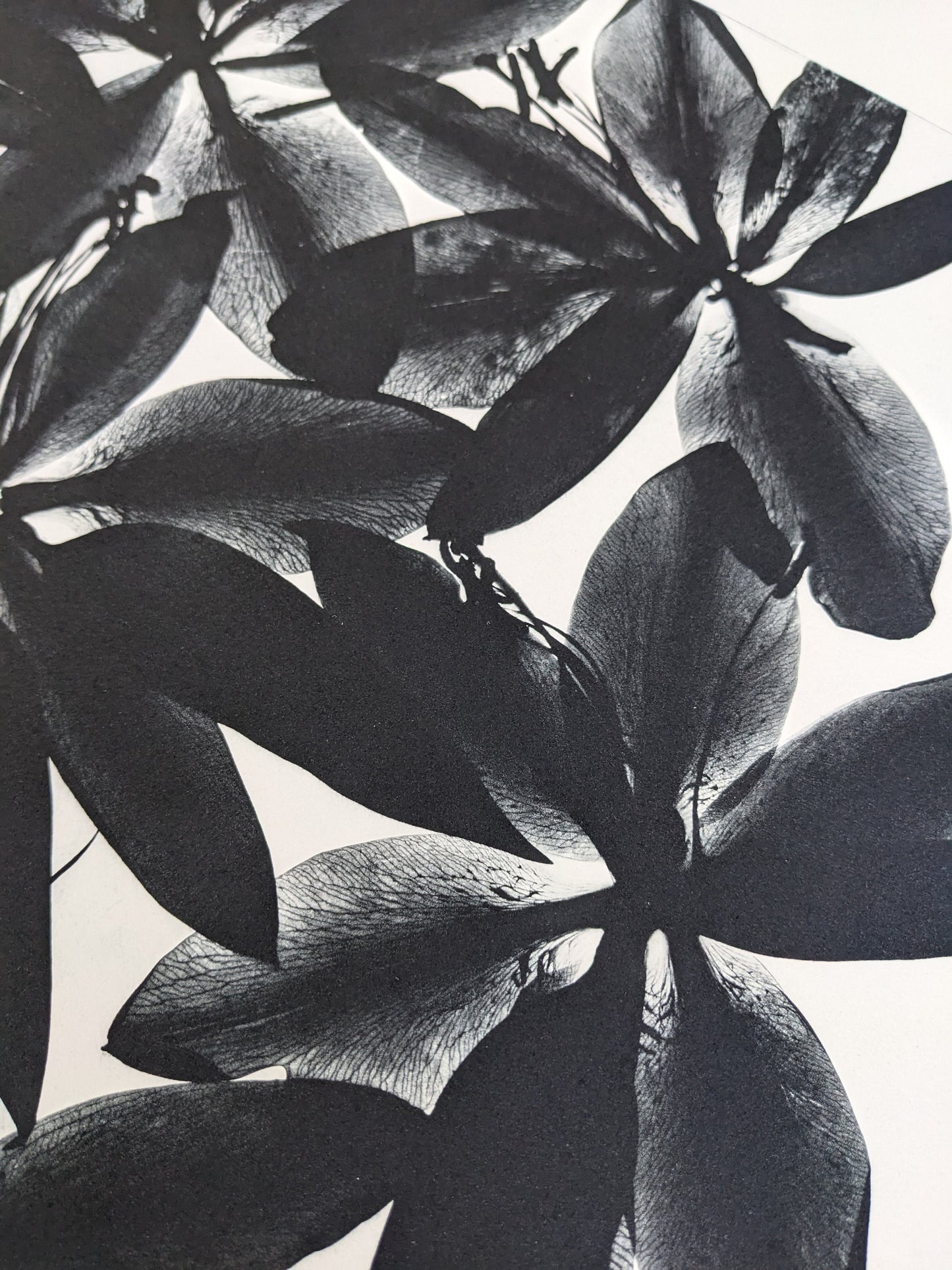 Refraction - Limited Edition Photopolymer Etching