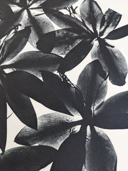 Refraction - Limited Edition Photopolymer Etching