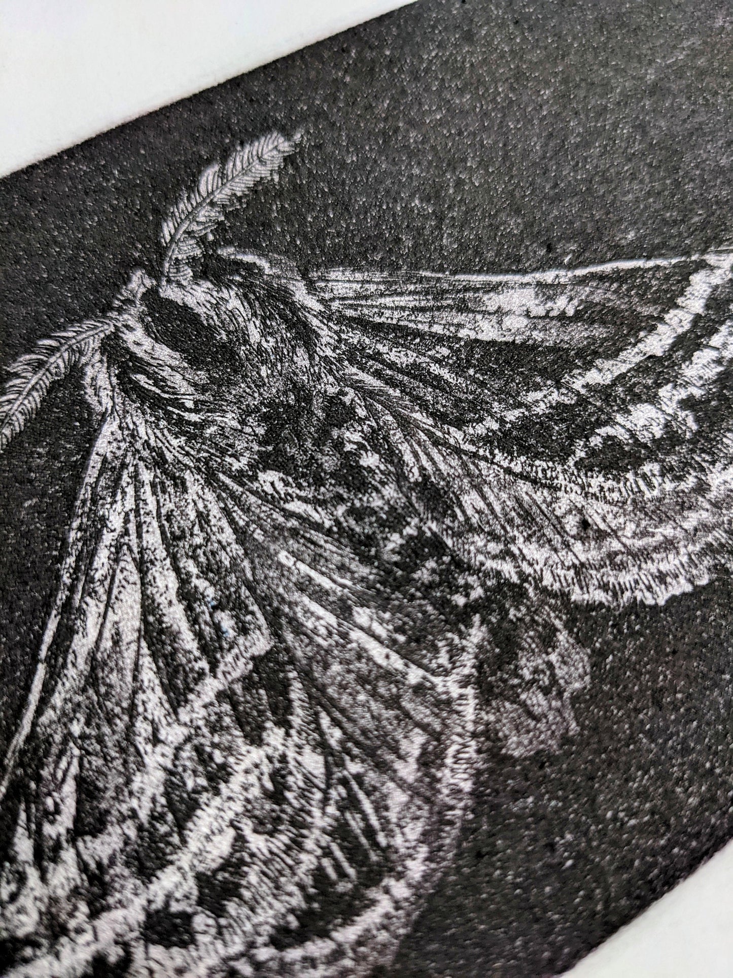 Shadow - Limited Edition Etching