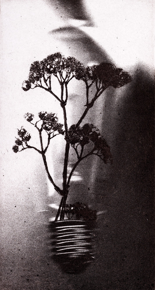 Bioluminscence no.2 - Limited Edition Etching