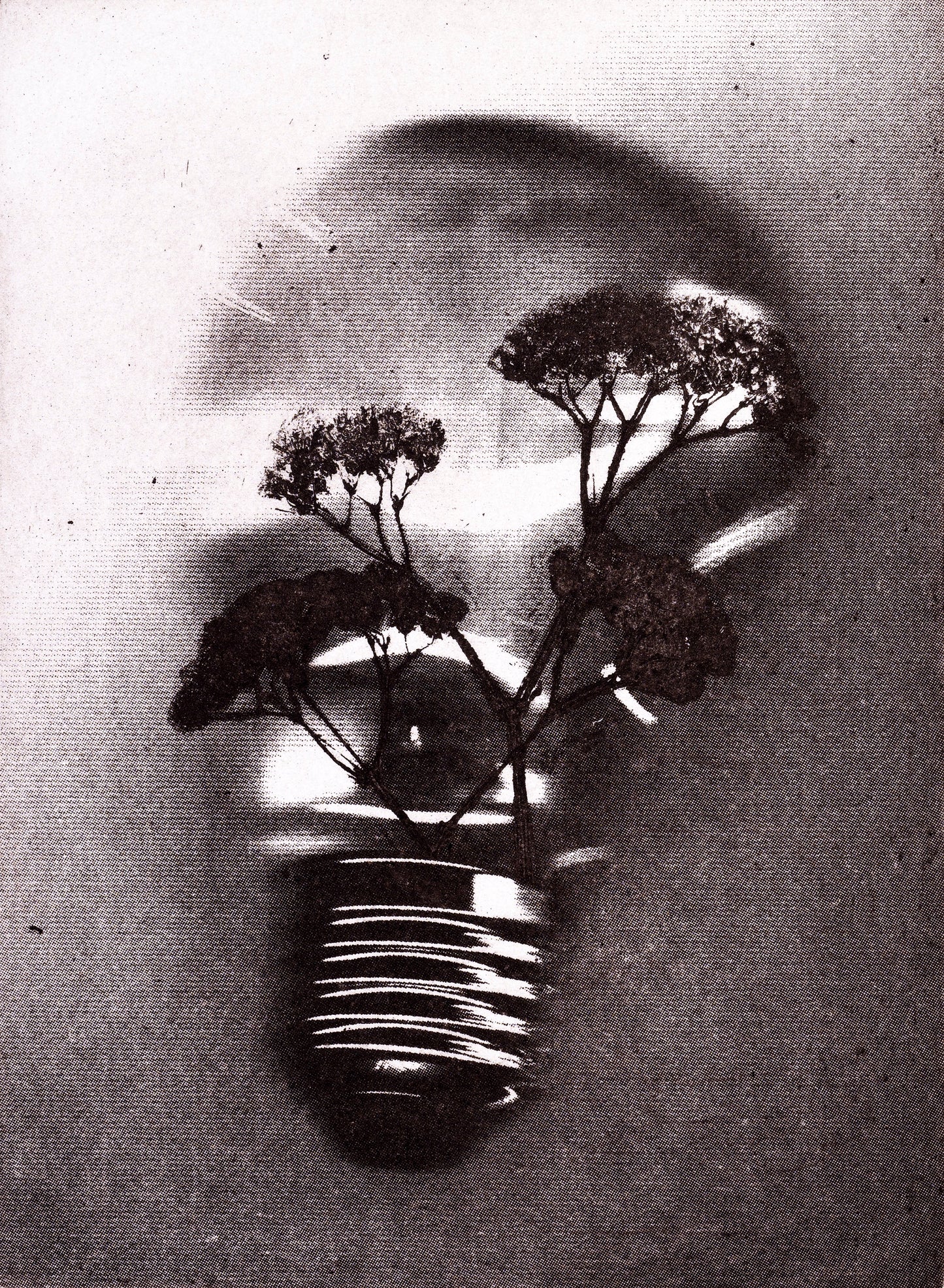 Bioluminescence - Limited Edition Etching