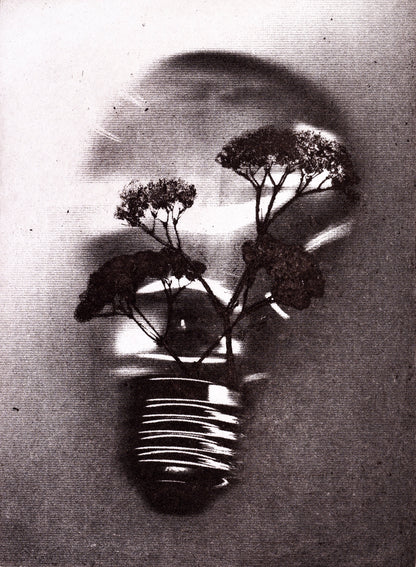 Bioluminescence - Limited Edition Etching