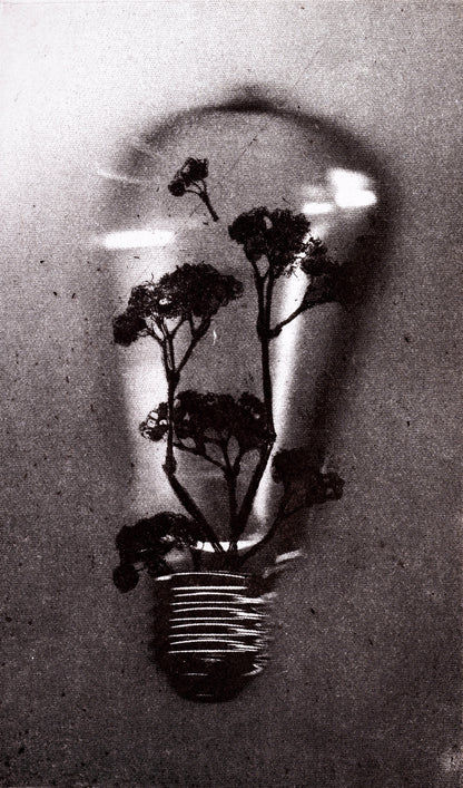 Bioluminescence - Limited Edition Etching