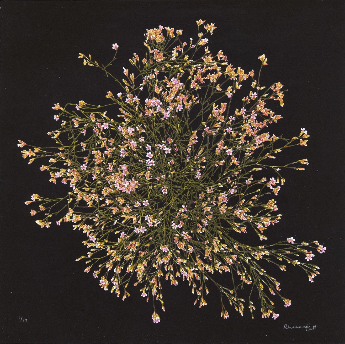 Botanical Constellations - Limited Edition Screenprint