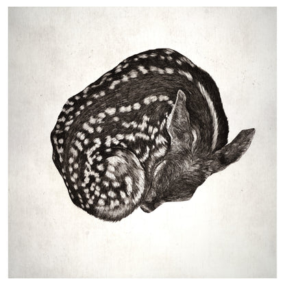 A hand-pulled original etching of a fawn curled at rest, with delicate linework and soft gray tones on white paper.
