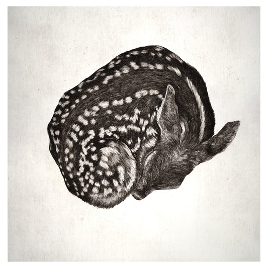 Fragile - Limited Edition Etching