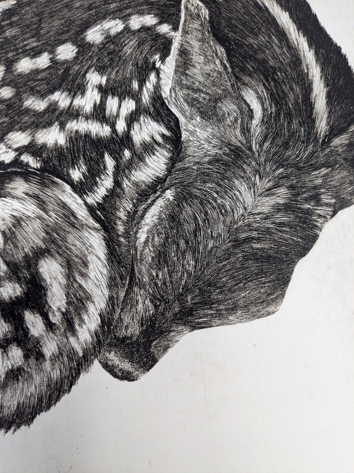 Fragile - Limited Edition Etching