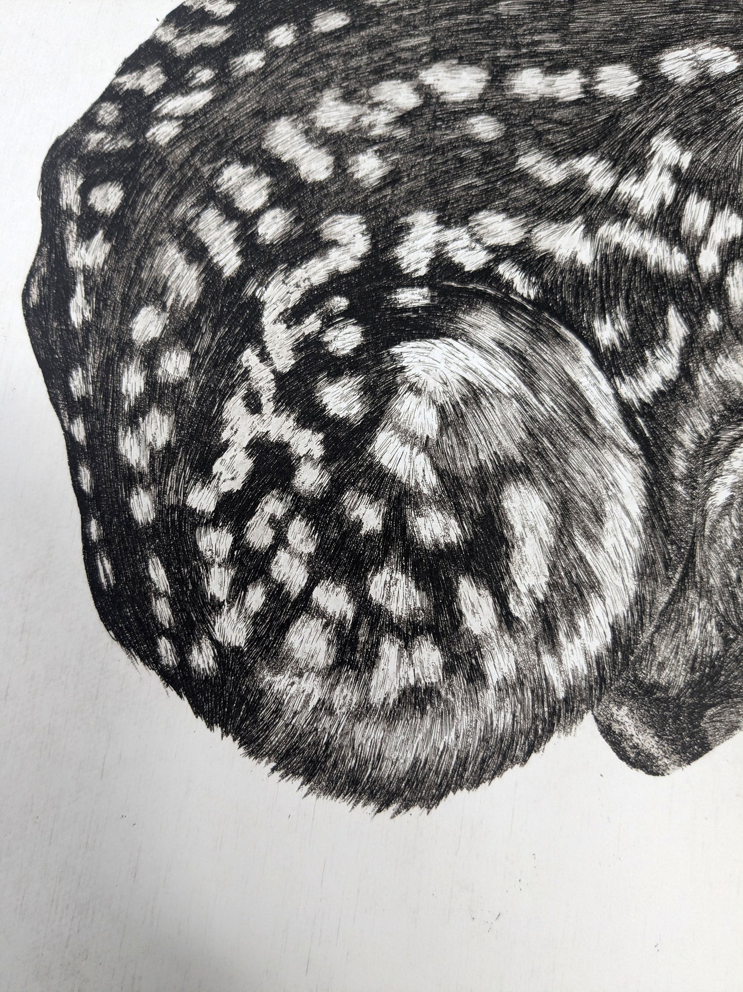 Fragile - Limited Edition Etching