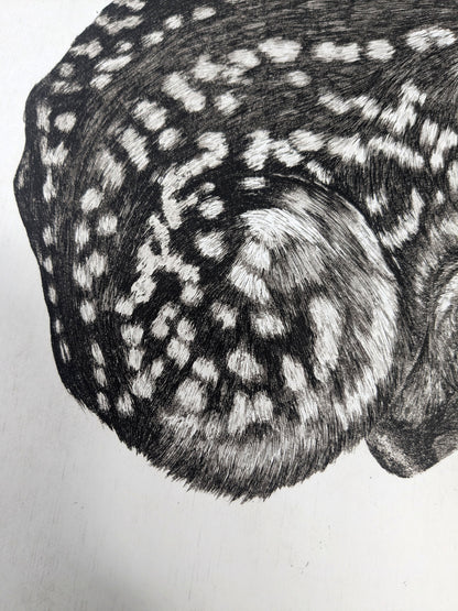 Fragile - Limited Edition Etching