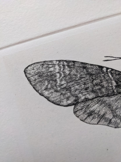 Omen - Limited Edition Etching