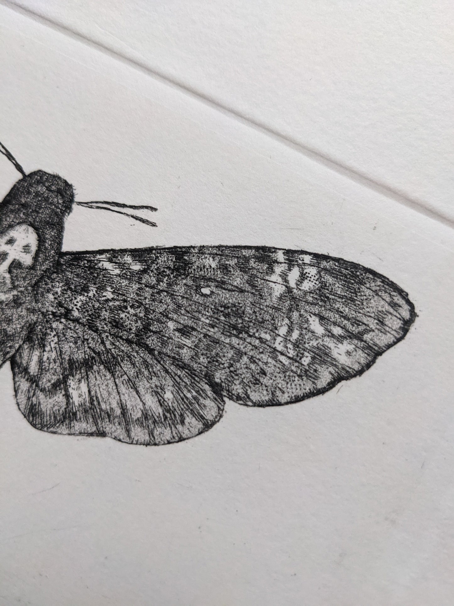 Omen - Limited Edition Etching